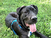 black cane corso